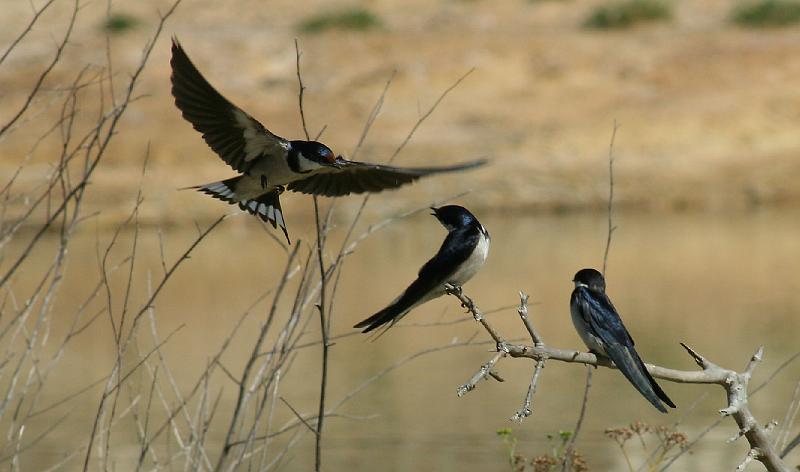 ma voels 102.JPG - Witkeel swaeltjies